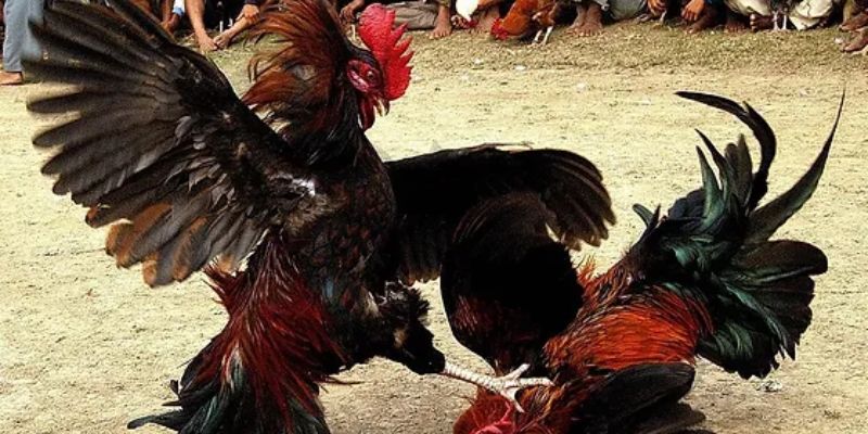 Điểm ưu việt độc quyền của đá gà Thomo 88Vv