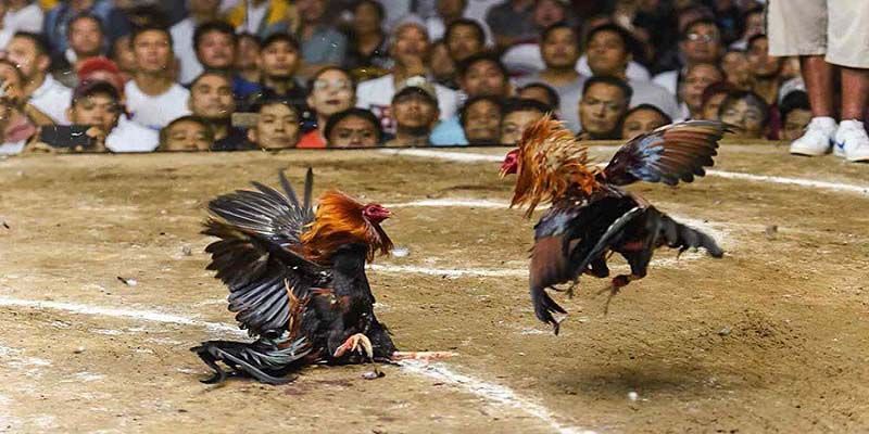 Mẹo hay giúp bạn cá cược đá gà Thomo thắng lợi